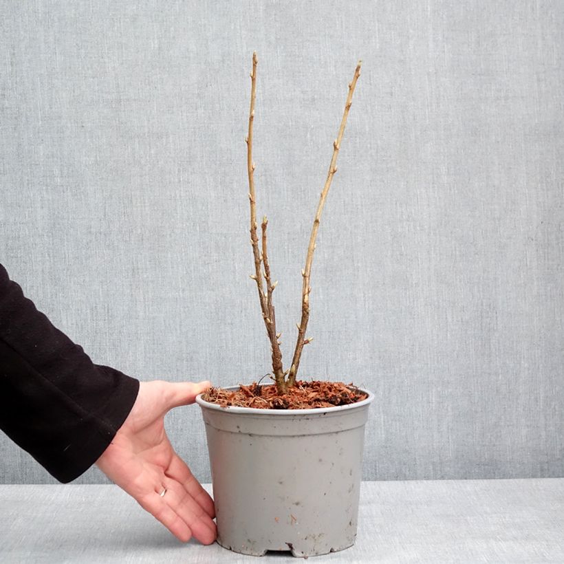 Exemplar von Kanadische Johannisbeere Variegatum - Ribes americanum Topf mit 3L/4L wie im Winter geliefert