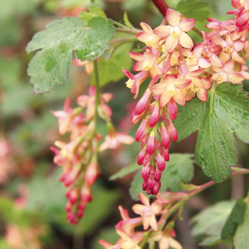 Gordon-Johannisbeere - Ribes gordonianum (Flowering)
