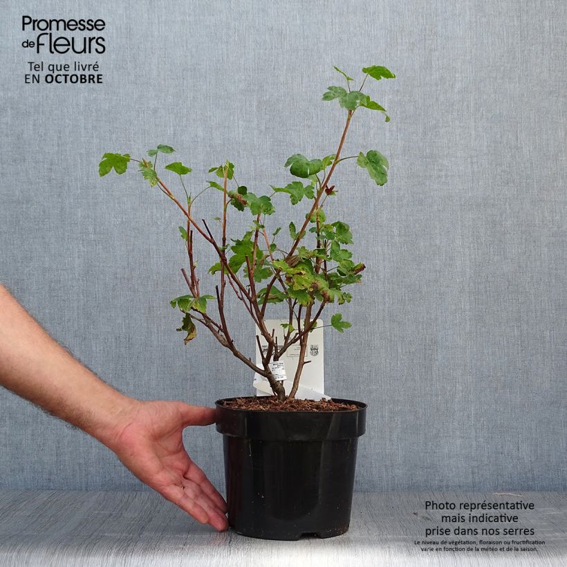 Exemplar von Gordon-Johannisbeere - Ribes gordonianum Topf mit 3L/4L wie im Herbst geliefert