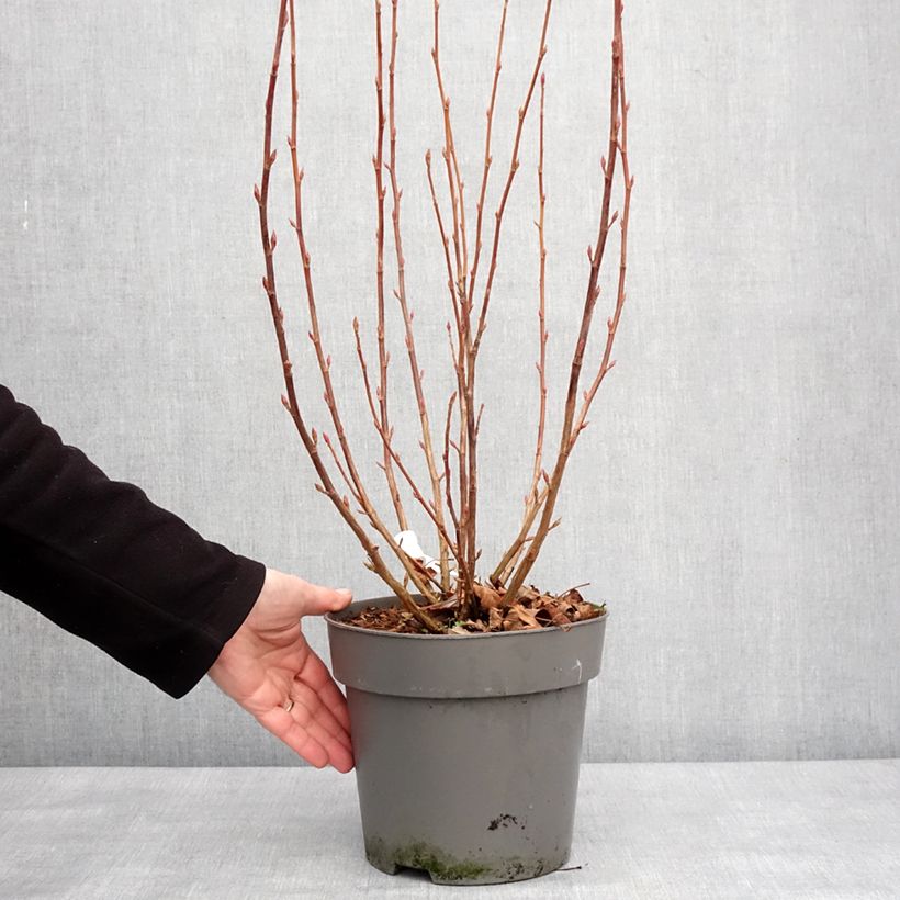 Exemplar von Blut-Johannisbeere Amore - Ribes sanguineum Topf mit 4L/5L wie im Winter geliefert