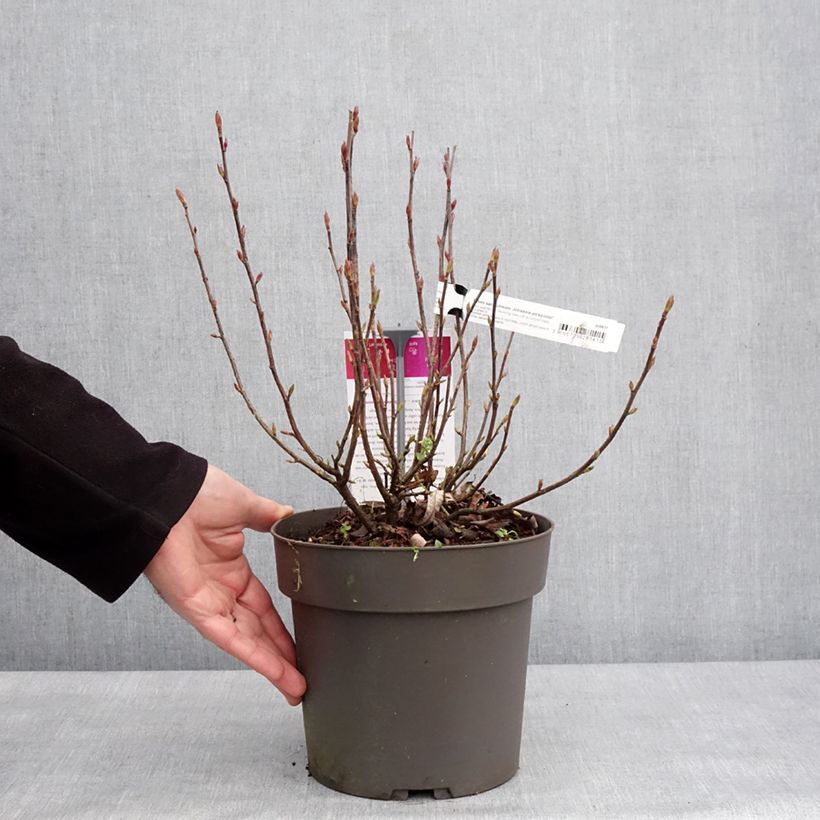 Example of Blut-Johannisbeere Johannie PinkPomp - Ribes sanguineum Topf mit 4L/5L as you get in hiver