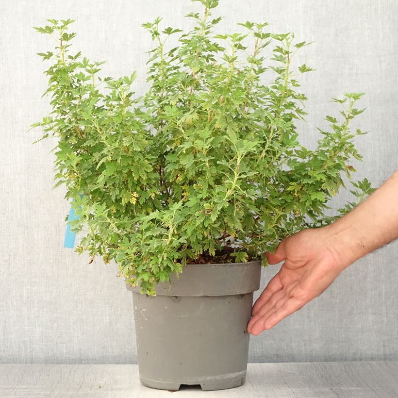 Exemplar von Blut-Johannisbeere Oregon Snowflake - Ribes sanguineum Topf mit 3L/4L wie im Sommer geliefert