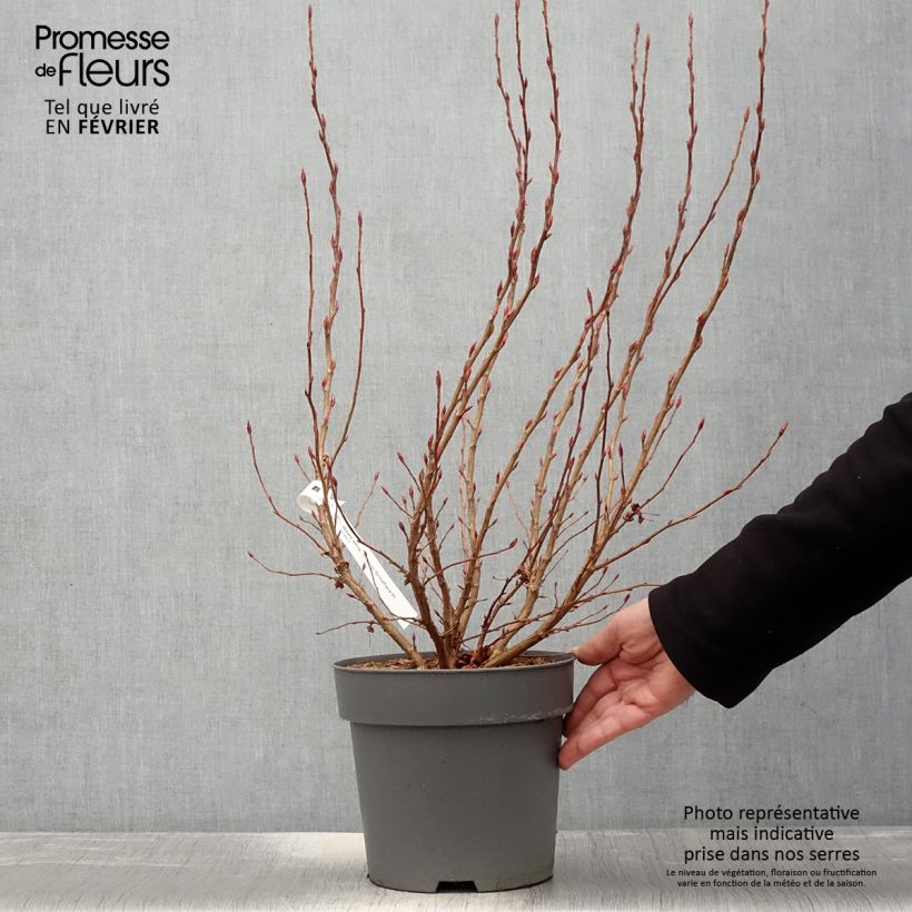 Exemplar von Blut-Johannisbeere Oregon Snowflake - Ribes sanguineum Topf mit 3L/4L wie im Winter geliefert