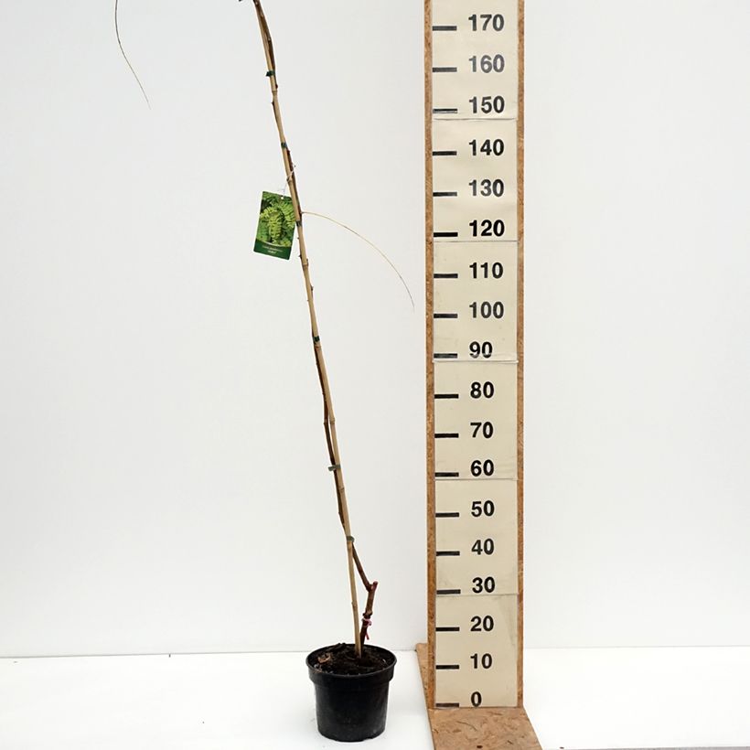 Exemplar von Robinia pseudoacacia Altdorf - Gewöhnliche Robinie Topf mit 4L/5L wie im Herbst geliefert