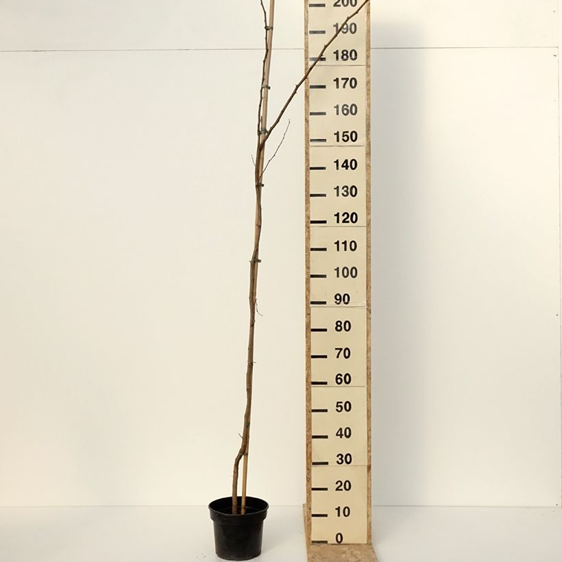 Example of Robinia pseudoacacia Altdorf - Gewöhnliche Robinie Topf mit 4L/5L as you get in hiver
