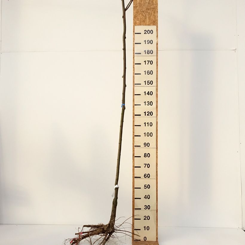 Example of Robinia pseudoacacia Casque Rouge - Gewöhnliche Robinie Wurzelnackt, Stamm as you get in hiver