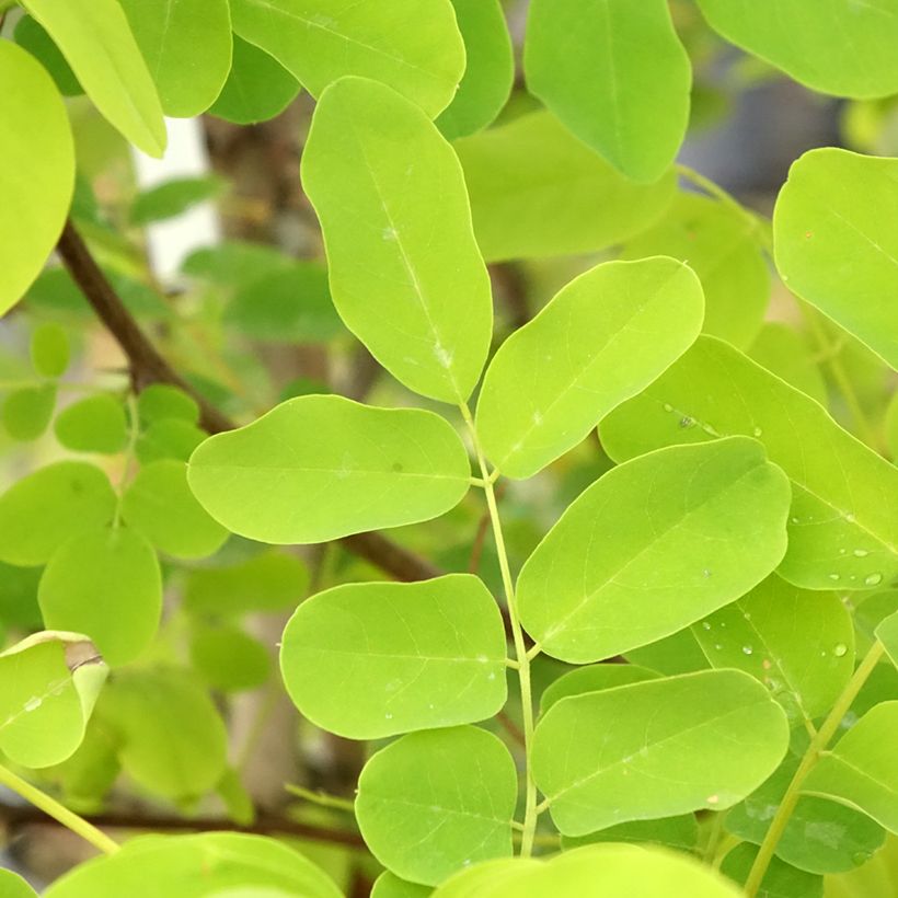 Robinia pseudoacacia Coluteoides - Gewöhnliche Robinie (Foliage)