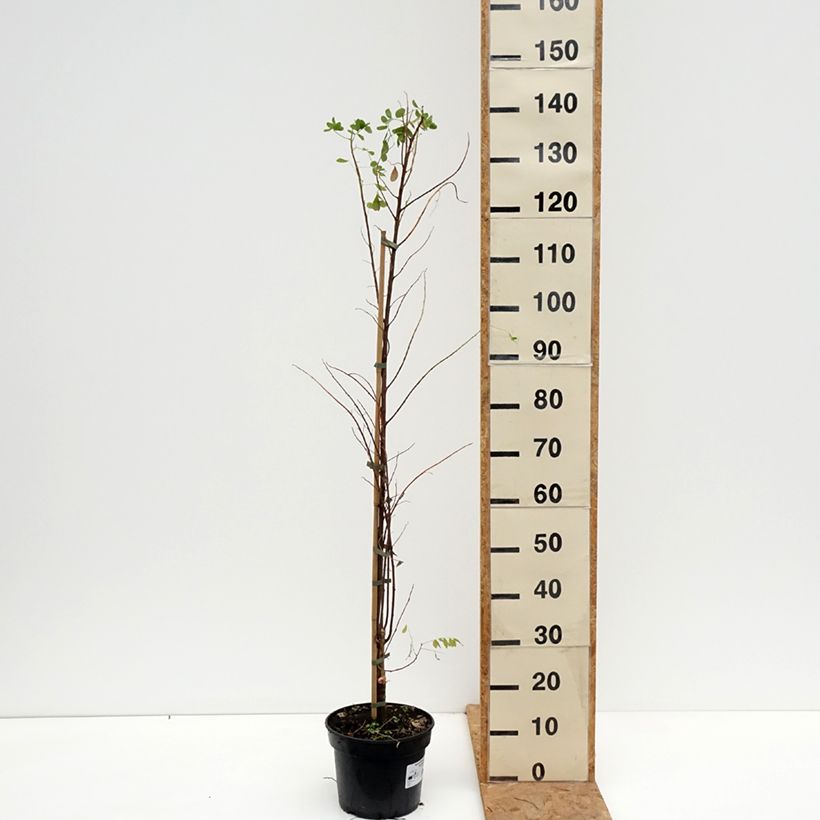 Exemplar von Robinia pseudoacacia Coluteoides - Gewöhnliche Robinie Topf mit 4L/5L wie im Herbst geliefert