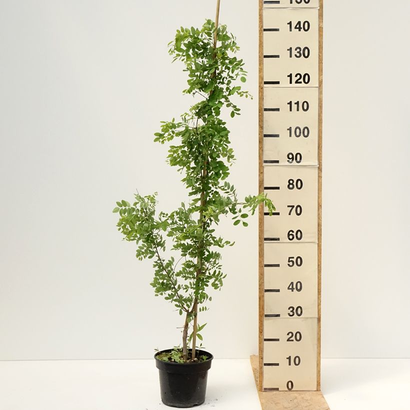 Example of Robinia pseudoacacia Coluteoides - Gewöhnliche Robinie Topf mit 4L/5L as you get in printemps