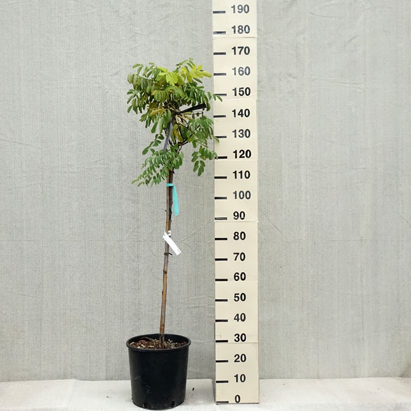 Exemplar von Robinia pseudoacacia Frisia - Gewöhnliche Robinie Topf mit 12L/15L, Stämmchen wie im Herbst geliefert