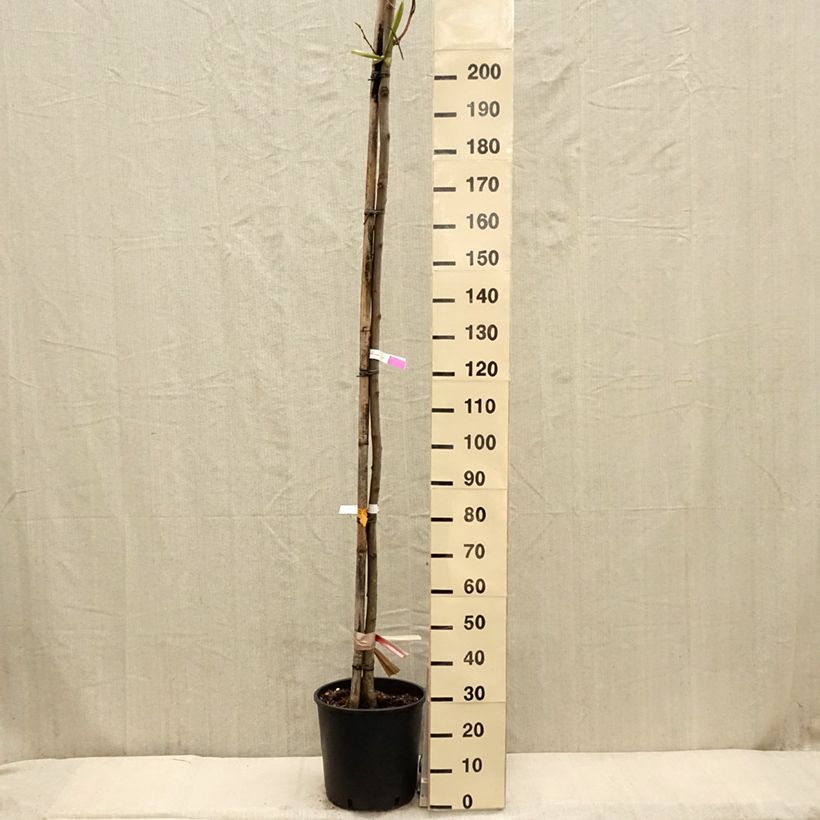 Example of Robinia pseudoacacia Frisia - Gewöhnliche Robinie Topf mit 12L/15L, Stämmchen as you get in printemps