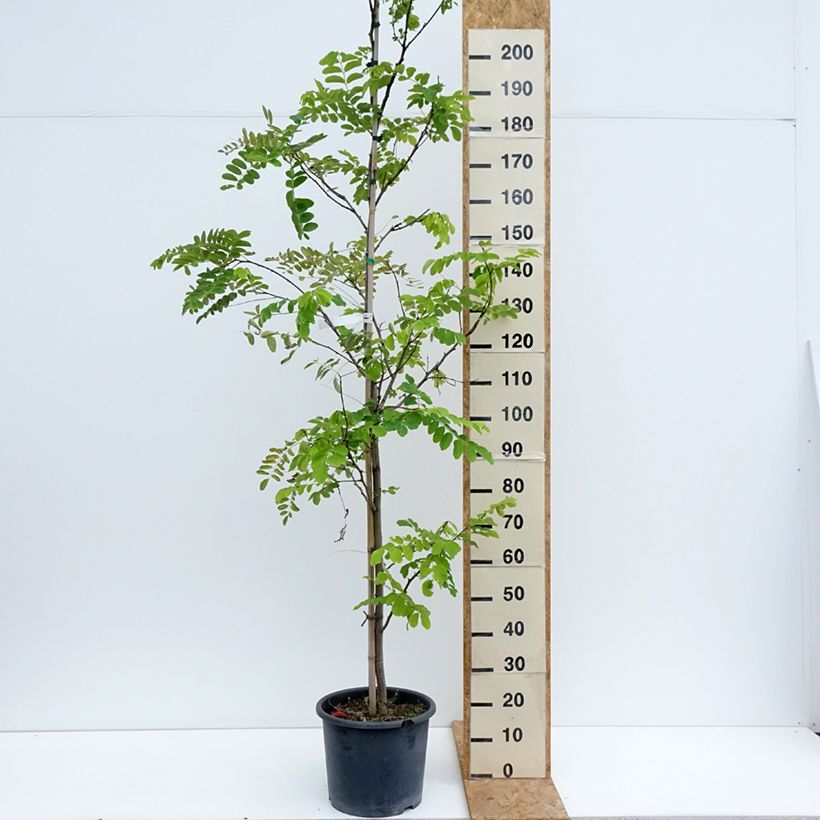 Exemplar von Robinia pseudoacacia Frisia - Gewöhnliche Robinie Topf mit 12L/15L, Stämmchen wie im Sommer geliefert