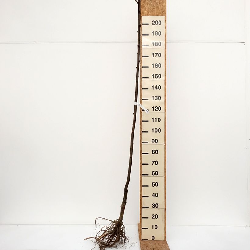 Example of Robinia pseudoacacia Frisia - Gewöhnliche Robinie Wurzelnackt, Stamm as you get in hiver