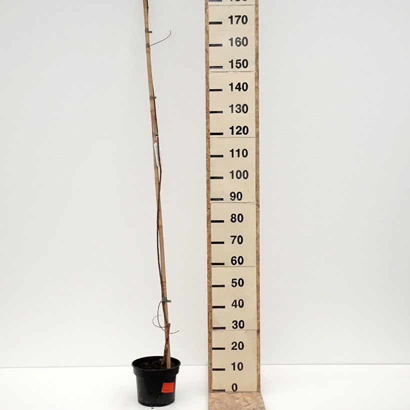 Exemplar von Robinia pseudoacacia Karolina Zamoyska - Gewöhnliche Robinie Topf mit 4L/5L wie im Winter geliefert