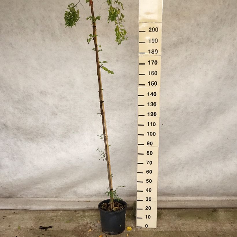 Exemplar von Robinia pseudoacacia Twisty Baby - Acacia nain tortueux. Pot de 7,5L/10L wie im Herbst geliefert