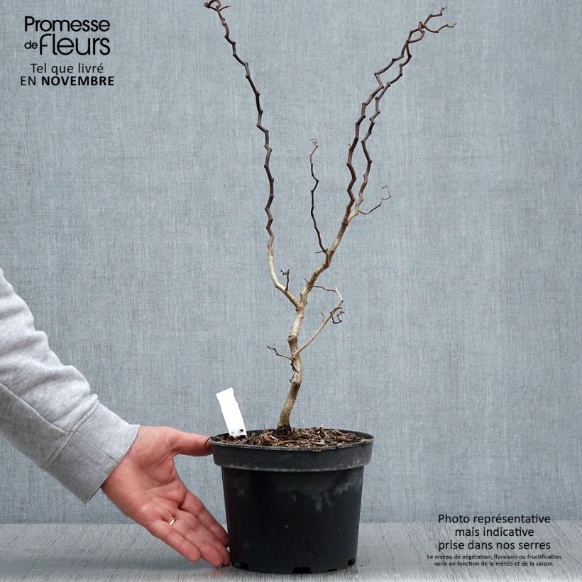 Exemplar von Robinia pseudoacacia Twisty Baby - Acacia nain tortueux. Pot de 3L/4L wie im Herbst geliefert