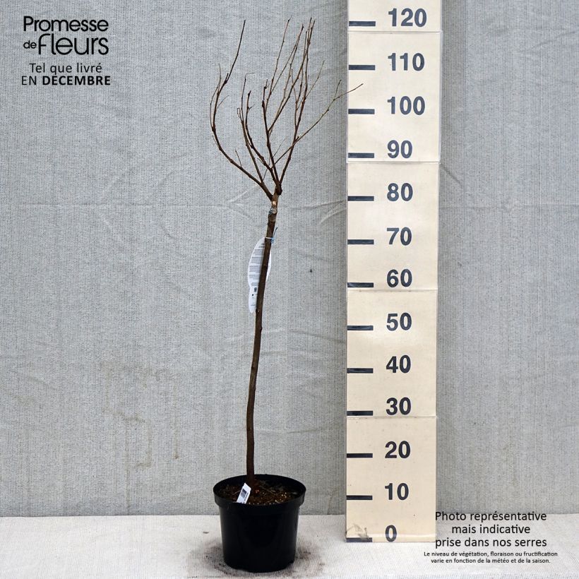 Exemplar von Robinia pseudoacacia Umbraculifera - Gewöhnliche Robinie Topf mit 4L/5L, Halbstamm wie im Herbst geliefert