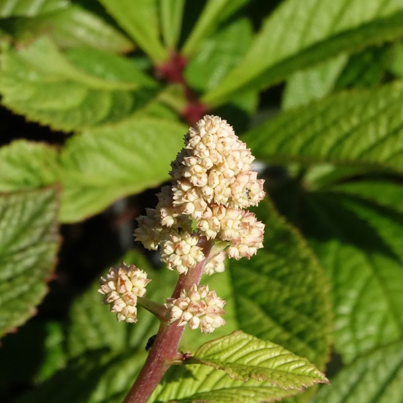 Rodgersia aesculifolia var. henrici - Schaublatt (Blüte)