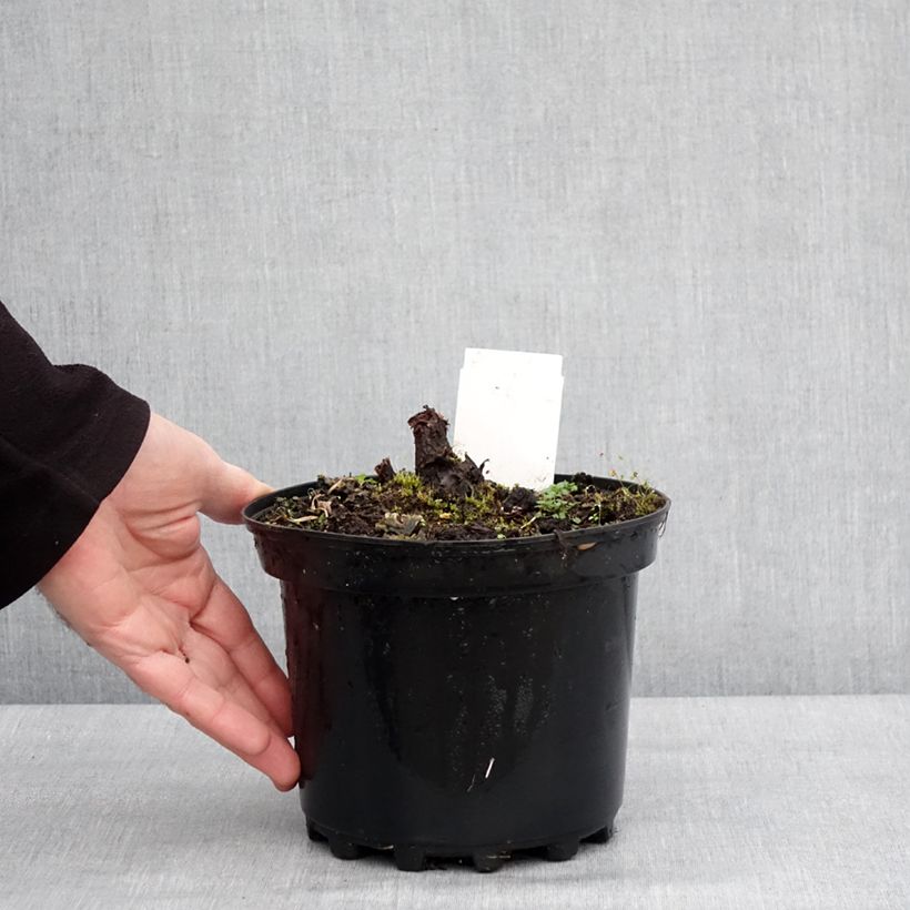Exemplar von Rodgersia pinnata Chocolate Wings Pot de 2L/3L wie im Winter geliefert