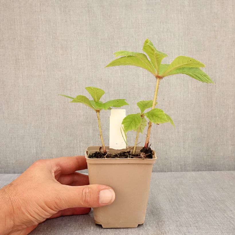 Exemplar von Rodgersia pinnata Elegans - Schaublatt Kleine Töpfe von 8/9 cm wie im Sommer geliefert