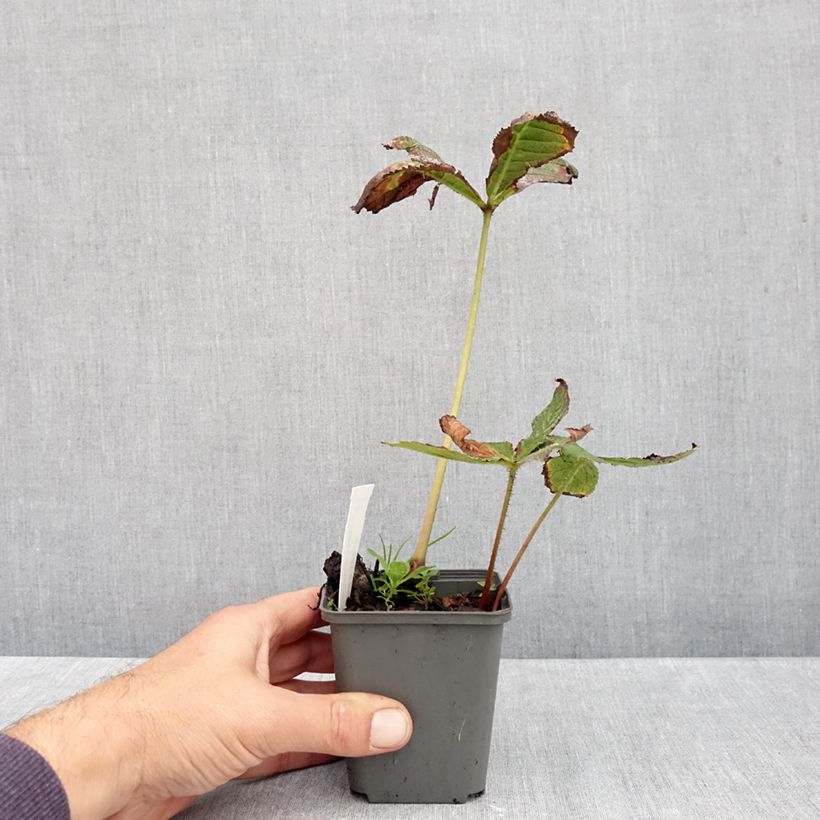 Exemplar von Rodgersia pinnata Hercules - Schaublatt Kleine Töpfe von 8/9 cm wie im Herbst geliefert