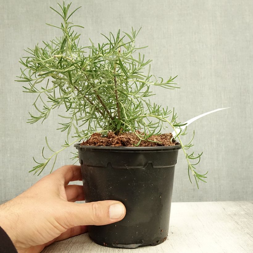 Exemplar von Romarin couvre-sol -  Rosmarinus officinalis Pointe du Raz Pot de 1,5L/2L wie im Herbst geliefert