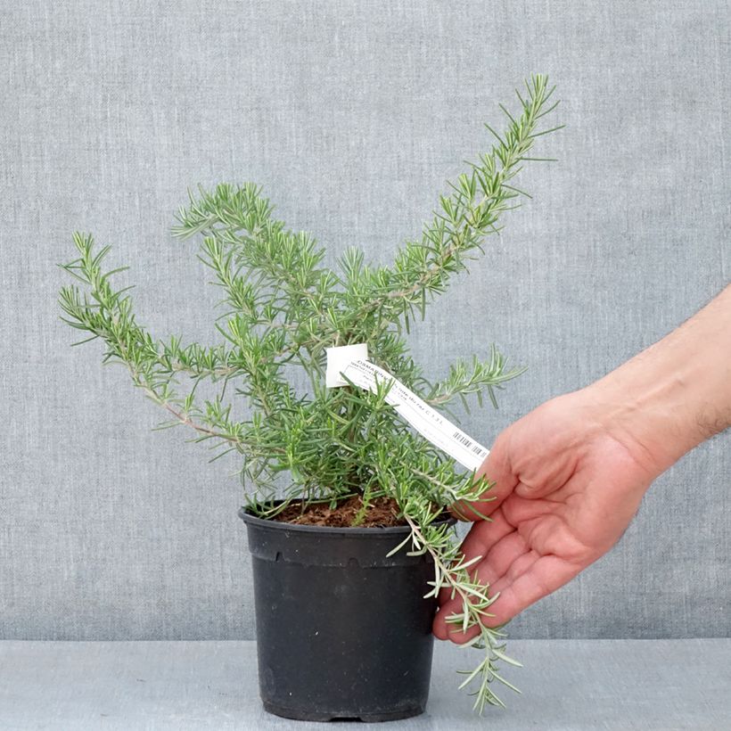 Exemplar von Rosmarin Pointe du Raz - Rosmarinus officinalis Topf mit 1,5L/2L wie im Frühjahr geliefert