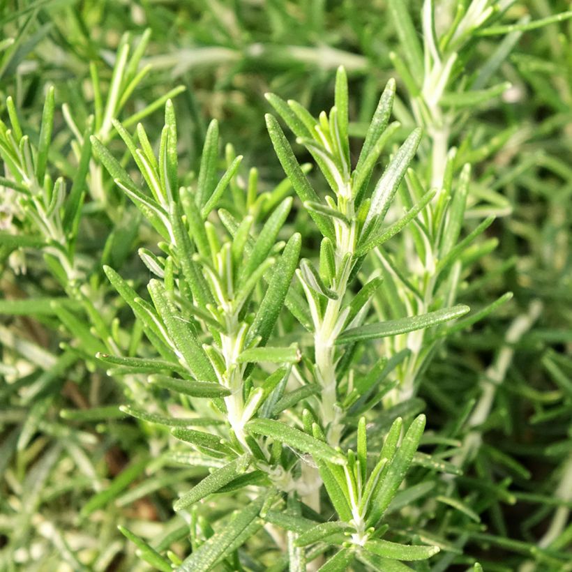 Rosmarin - Rosmarinus officinalis Pflanzen (Laub)