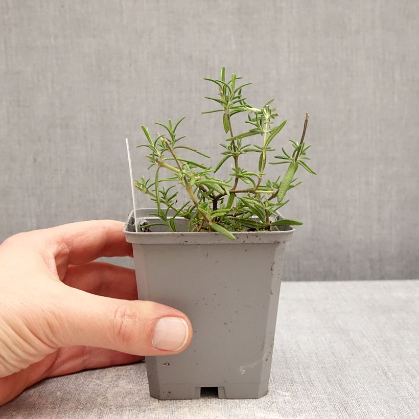 Example of Rosmarin 'Capri' - Salvia rosmarinus Kleine Töpfe von 8/9 cm as you get in hiver