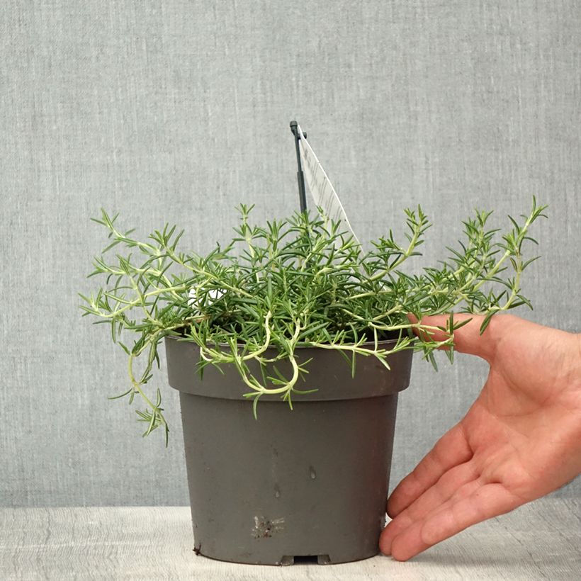 Example of Rosmarin 'Capri' - Salvia rosmarinus Topf mit 2L/3L as you get in printemps