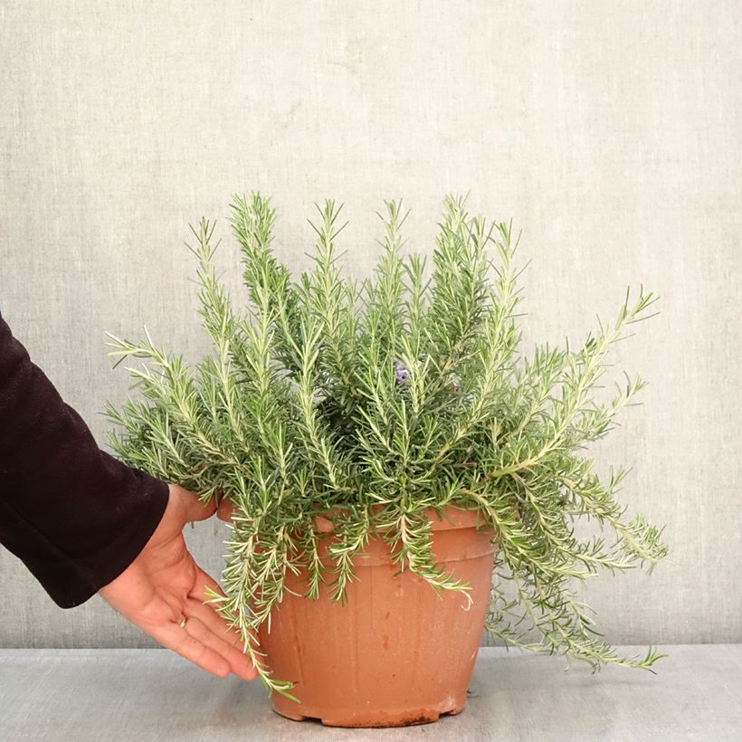 Exemplar von Rosmarin Prostratus - Rosmarinus officinalis Topf mit 4L/5L wie im Frühjahr geliefert