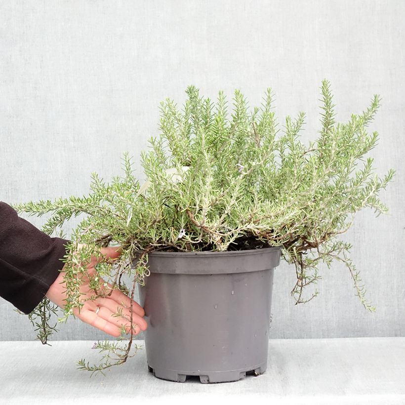 Exemplar von Rosmarin Prostratus - Rosmarinus officinalis Topf mit 3L/4L wie im Herbst geliefert