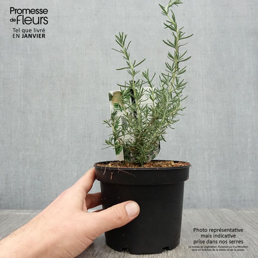 Exemplar von Romarin - Rosmarinus officinalis Majorca Pink  Pot de 1,5L/2L wie im Winter geliefert
