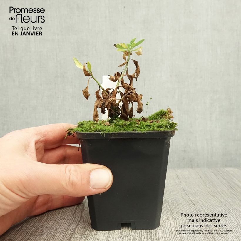 Example of Romneya coulteri - Baummohn Kleine Töpfe von 8/9 cm as you get in hiver