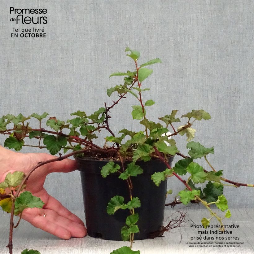 Exemplar von Rubus tricolor Betty Ashburner - Dreifarbige Brombeere Topf mit 1,5L/2L wie im Herbst geliefert