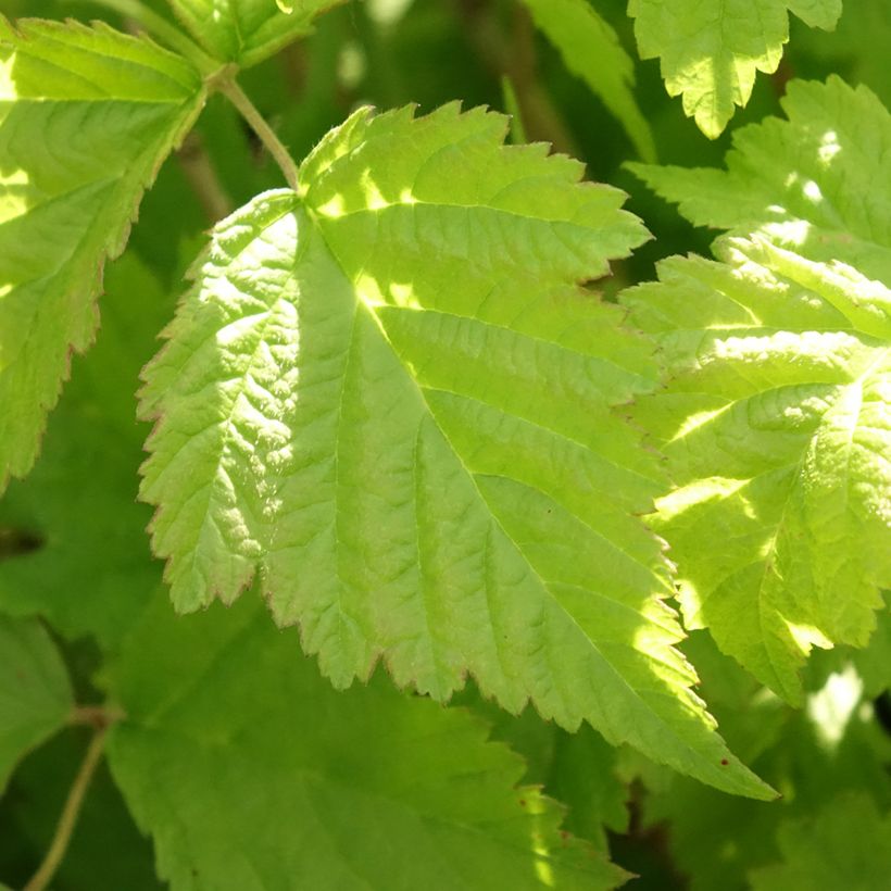 Rubus caesius - Kratzbeere (Laub)