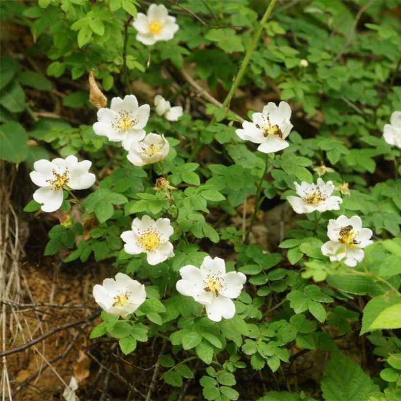 Rosa arvensis - Heckenrose - Botanische Rose (Flowering)