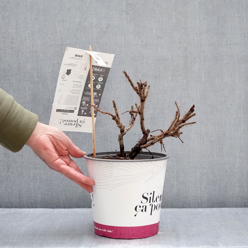 Example of Rosa rugosa Angelia Pink - Apfelrose Topf mit 4L/5L as you get in hiver