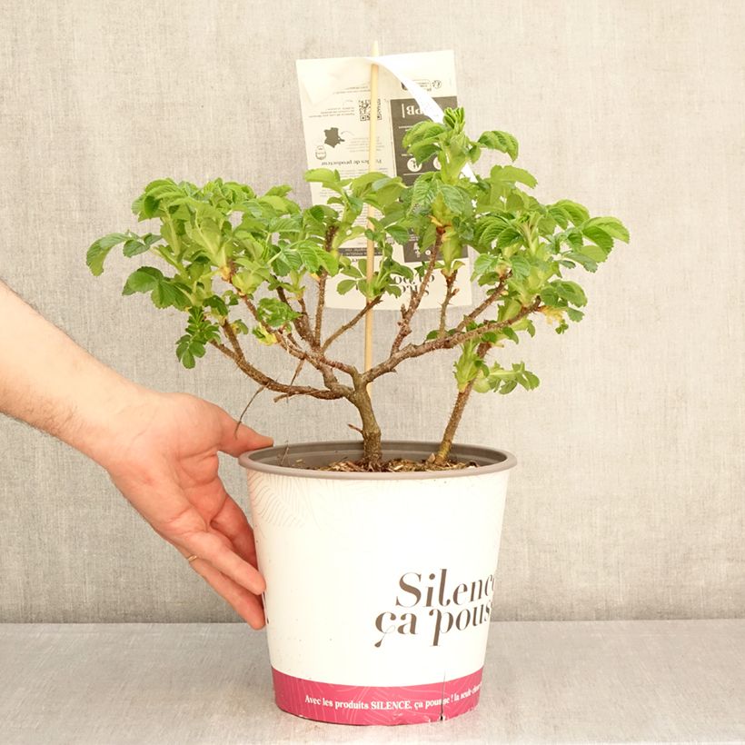 Exemplar von Rosa rugosa Angelia Pink - Apfelrose Topf mit 4L/5L wie im Frühjahr geliefert