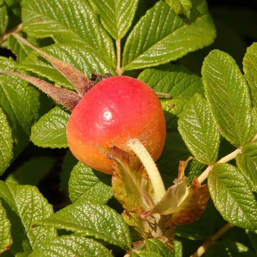 Rosa rugosa Angelia Purple - Apfelrose (Ernte)