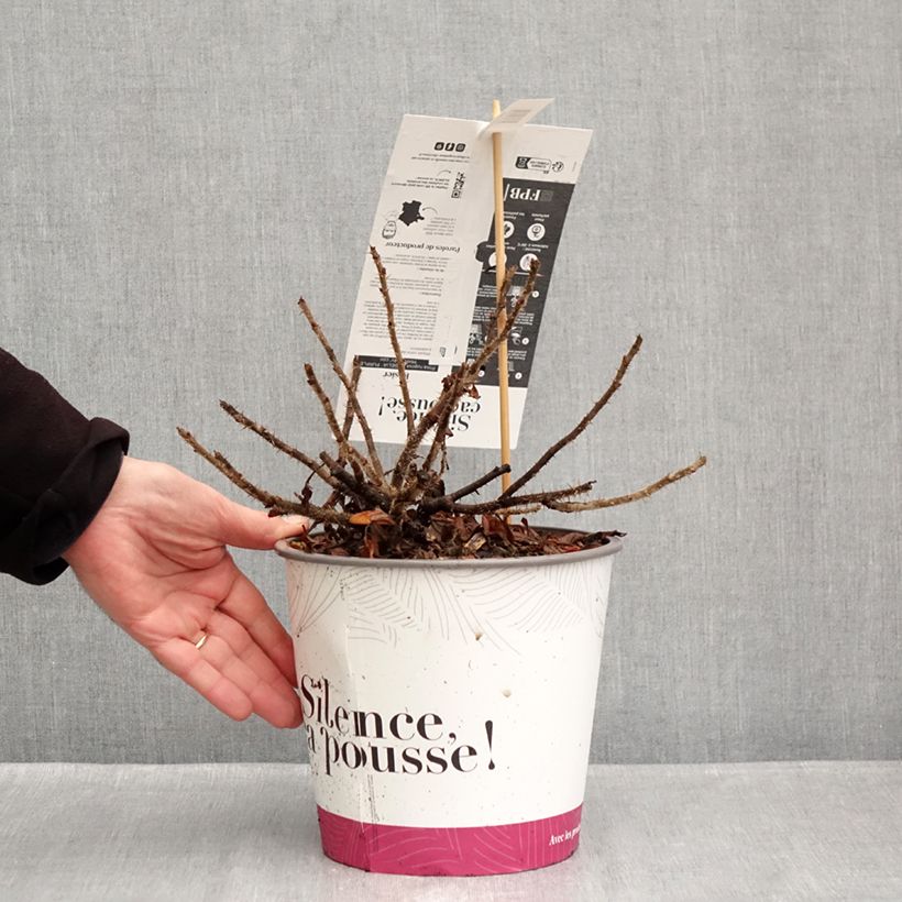 Exemplar von Rosa rugosa Angelia Purple - Apfelrose Topf mit 4L/5L wie im Herbst geliefert