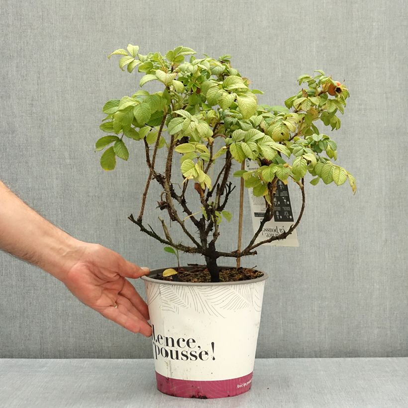 Exemplar von Rosa rugosa Angelia White - Apfelrose Topf mit 4L/5L wie im Sommer geliefert