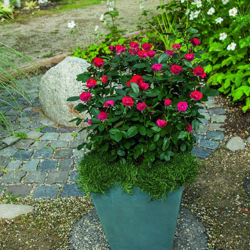 Rosa polyantha Zepeti Meibenbino - Zwerg-Parkrose (Wuchs)