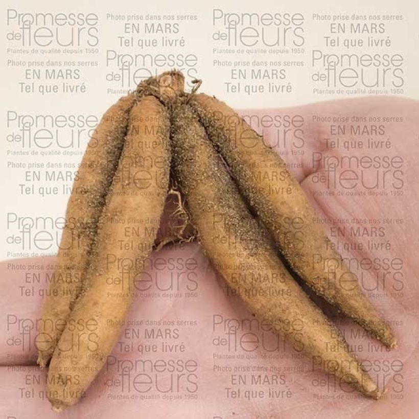 Beispiel eines Exemplars von Roscoea beesiana Alba - Scheinorchidee Zwiebel Kaliber/Größe I wie geliefert