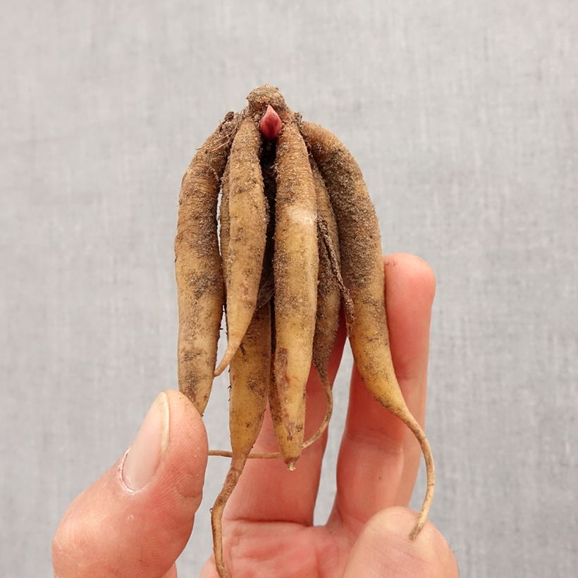 Exemplar von Roscoea beesiana - Scheinorchidee Zwiebel Kaliber/Größe I wie im Frühjahr geliefert