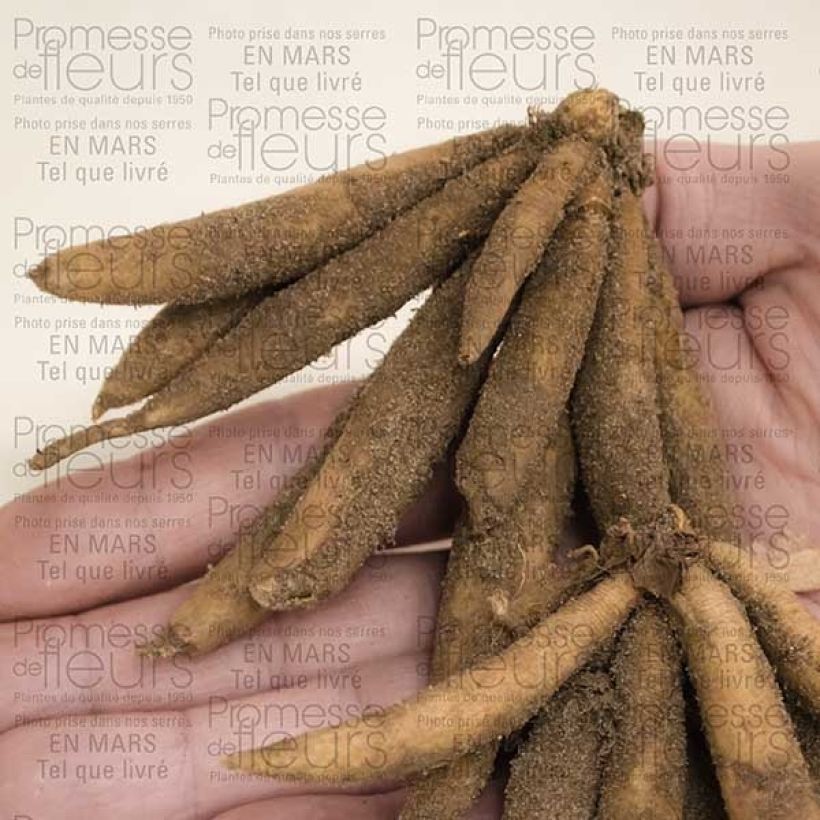 Beispiel eines Exemplars von Roscoea beesiana Bulbe calibre I wie geliefert