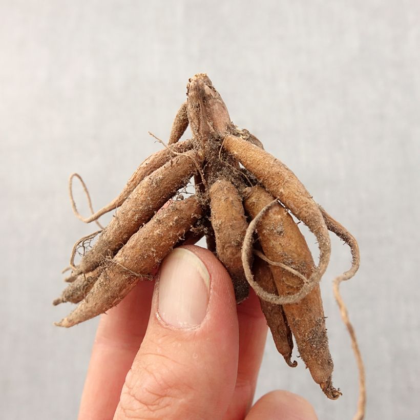 Exemplar von Roscoea purpurea - Scheinorchidee Zwiebel Kaliber/Größe I wie im Frühjahr geliefert