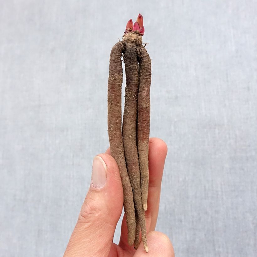 Exemplar von Roscoea purpurea Spice Island - Scheinorchidee Zwiebel Kaliber/Größe I wie im Frühjahr geliefert