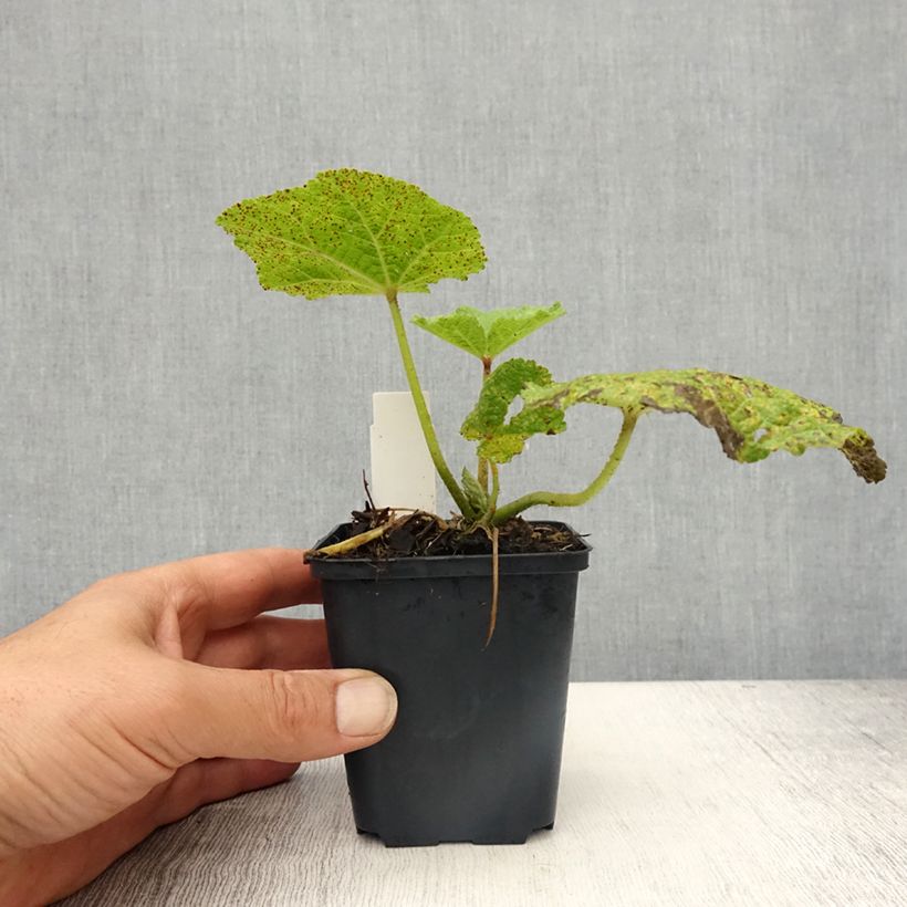 Example of Alcea rosea Chater's Double Purple - Gewöhnliche Stockrose Kleine Töpfe von 8/9 cm as you get in printemps