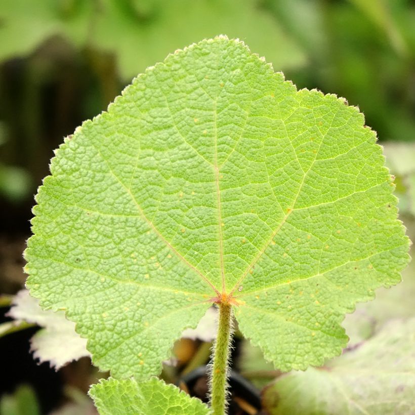 Alcea rosea Chater's Double Purple - Gewöhnliche Stockrose (Foliage)